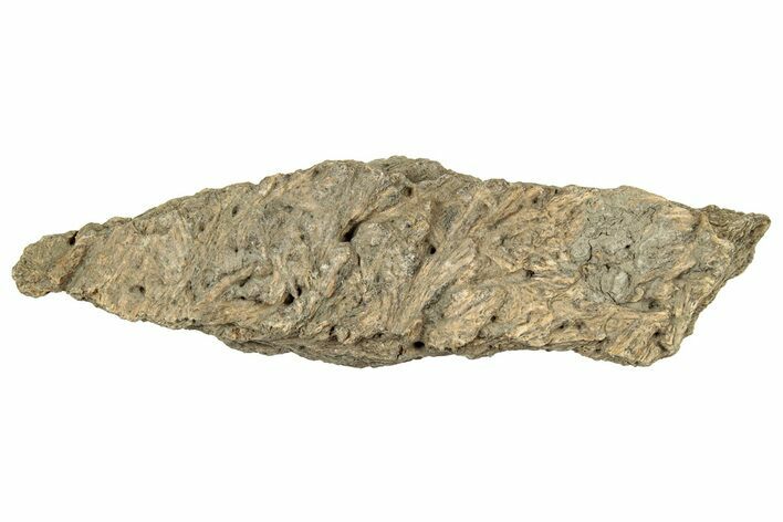 Dinosaur (Triceratops) Frill Shield Section - Montana #330156